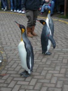 penguin parade