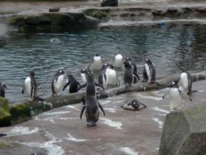 penguin parade