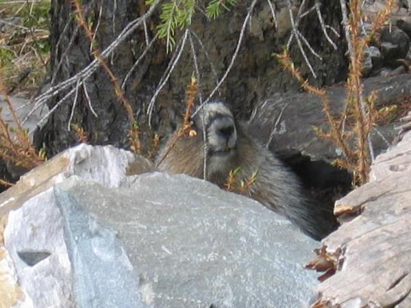 Hoary Marmott