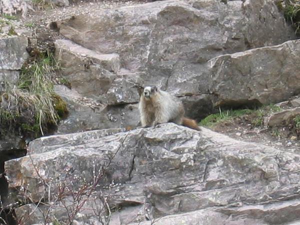 Hoary Marmott again