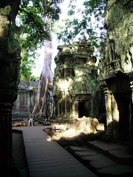 Jungle Temple of Ta Phrom.