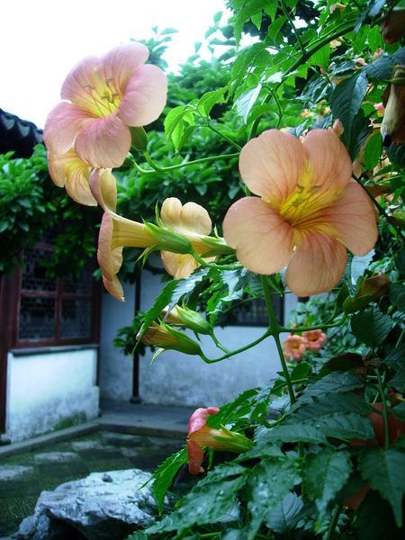 Imperial Courtyard, Master of Nets Garden, Suzhou.