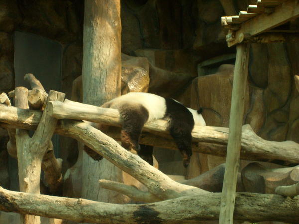 The 'amazing' giant panda we had to pay extra for...