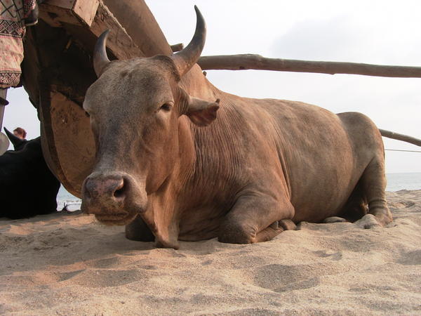 Beach Cow
