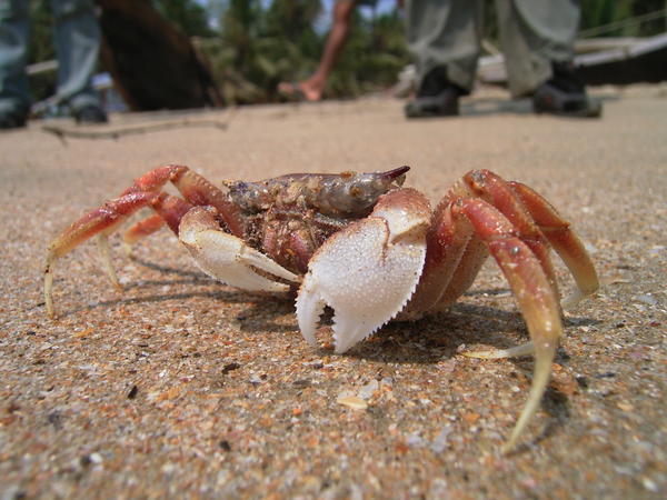 Macro Crab