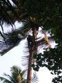 Local Coconut Collector