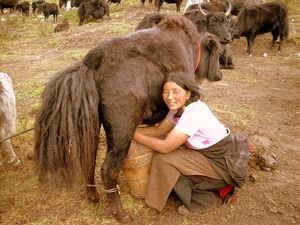 Mujer nómada ordeñando a un yak