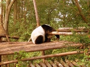 Oso Panda durmiendo