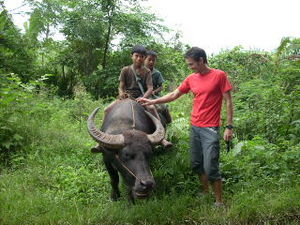 Ninos montando un bufalo de agua
