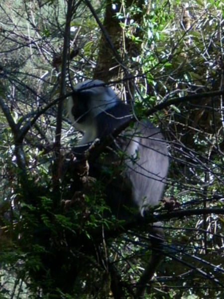 Vimos varios Monos Langur en el bosque