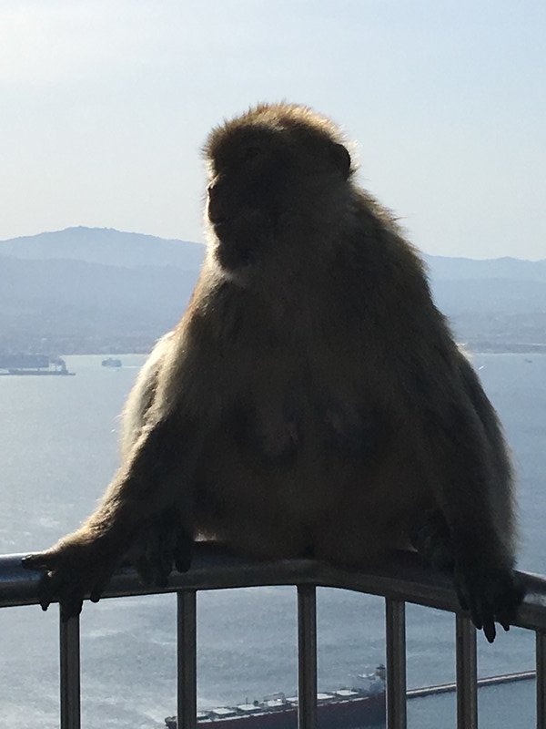 Gibraltar monkey 