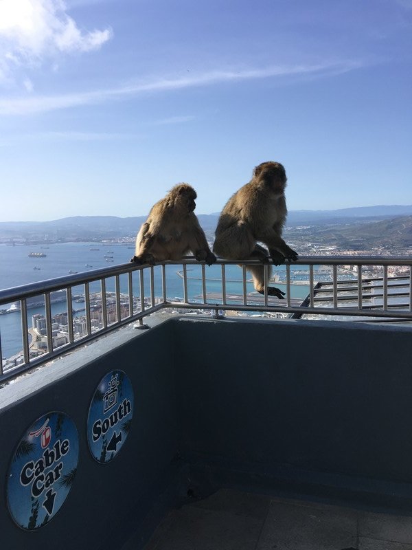 Gibraltar monkeys 