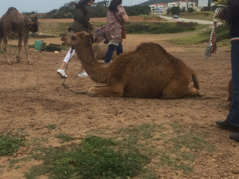 Camel Tangier