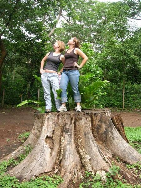 Big tree stump 