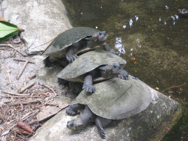 Turtle Stack