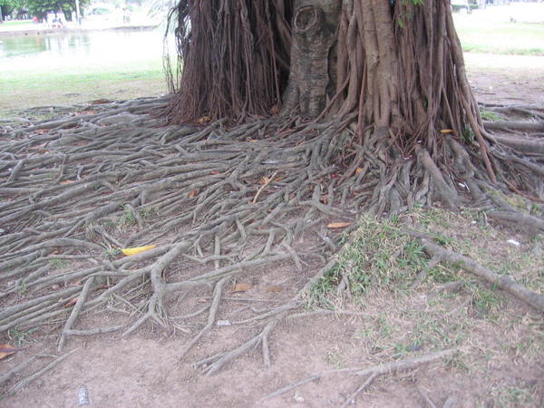 Banyan Roots