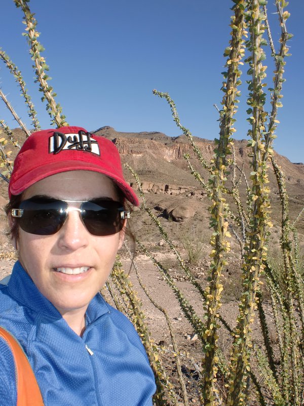 O is for Ocotillo, this cool desert plant.