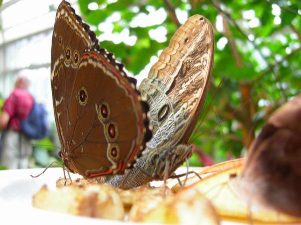 The Butterfly Haus
