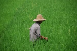Man in rice fields
