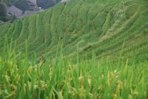 Rice paddies at Longsheng