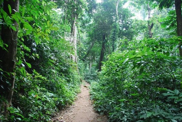 Jungle at Cuc Phuong National Park