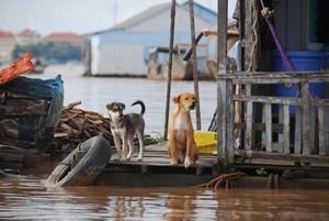 Even pets live on the Mekong River
