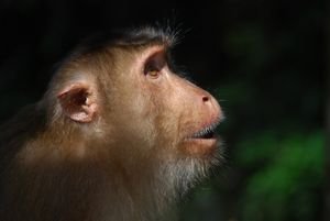 Curious Macaque