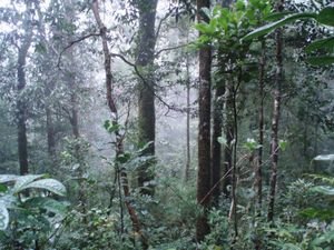 The mists of Mt Kinabalu