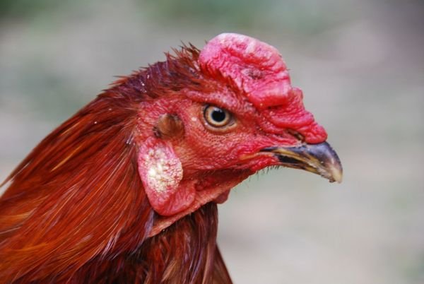 That's one angry rooster