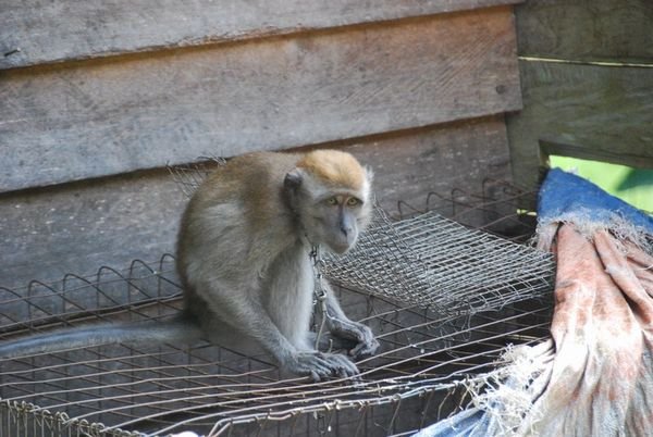 Sad but true - a chained Macaque