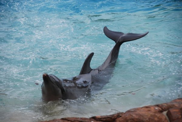Dolphin at Sea World