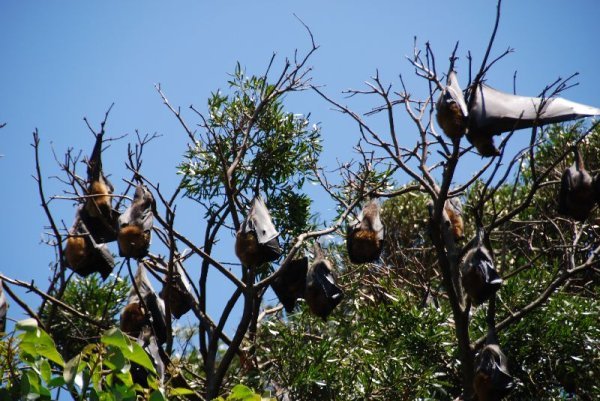 Fruit Bats, one of these shat on me