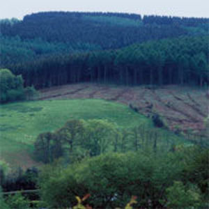 The Went Wood  - picture from Coed Cadw