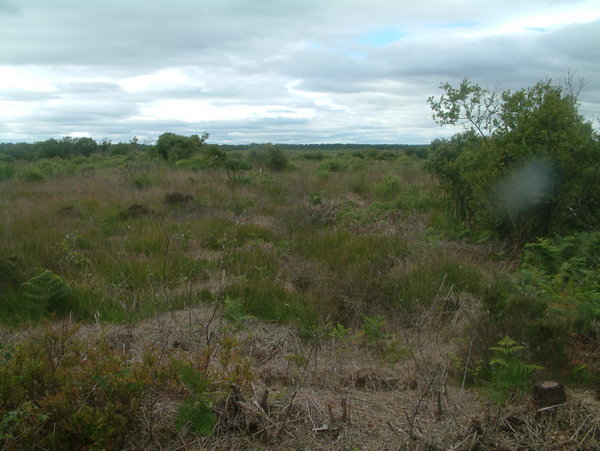 Fens and Whixall Moss