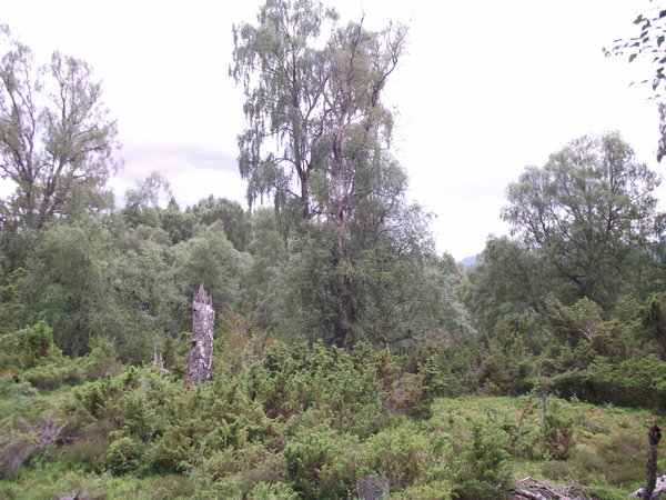 Birch woods with Juniper understorey