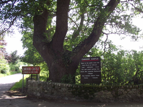 Fine old pollarded oak , Cawdor, Nairn