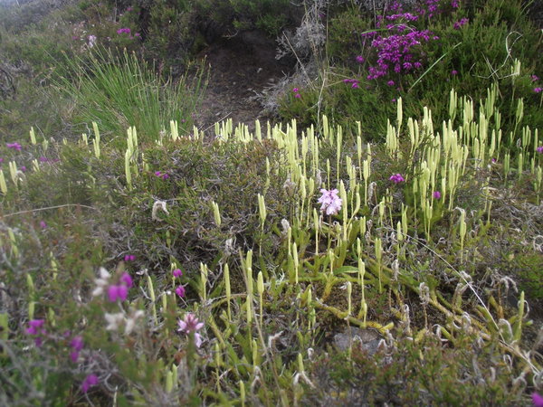 Heath plants rathwick Bay