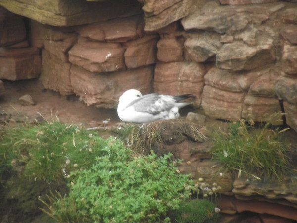 Nesting fulmar and chick Hoy