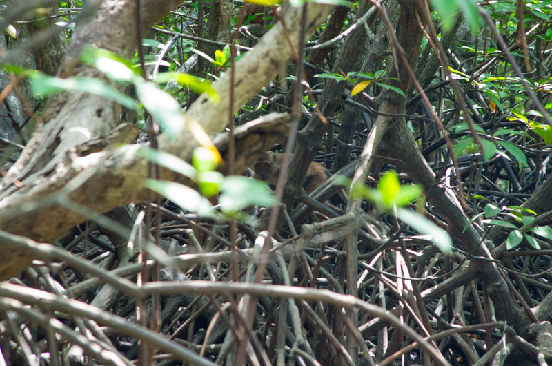 Mangroves: Can you spot the Gibbon? 