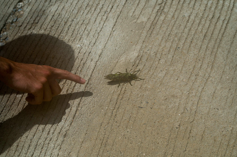Giant Bug! 