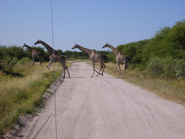 Giraffes on the move