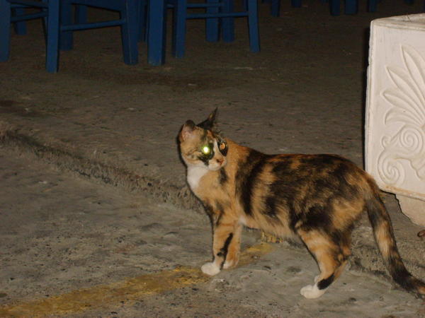 Calico Kitten from Albania