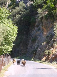 Goats in the Gorge