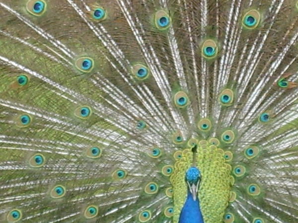 Peacock in the garden at Warwick