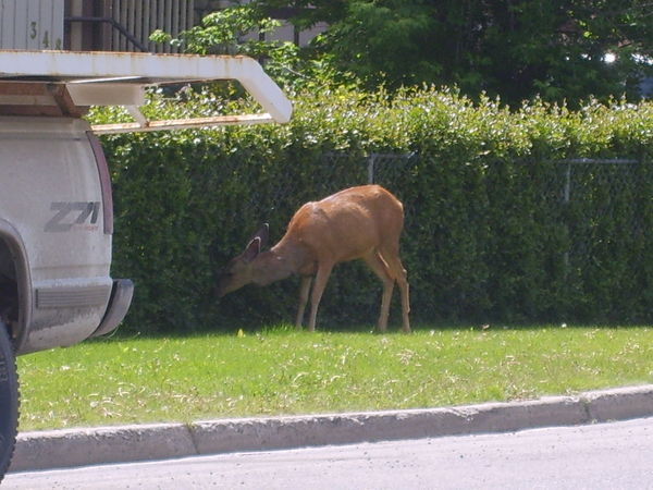 Suburban Deer