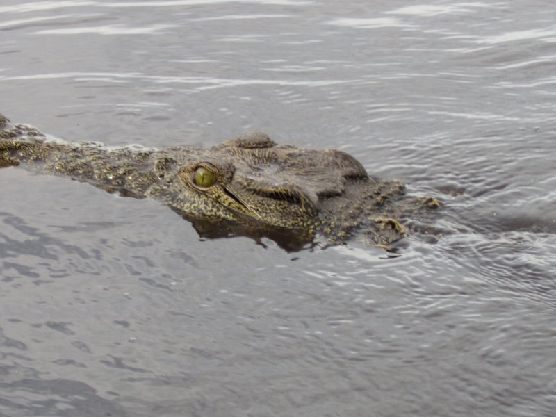 Swimming Croc