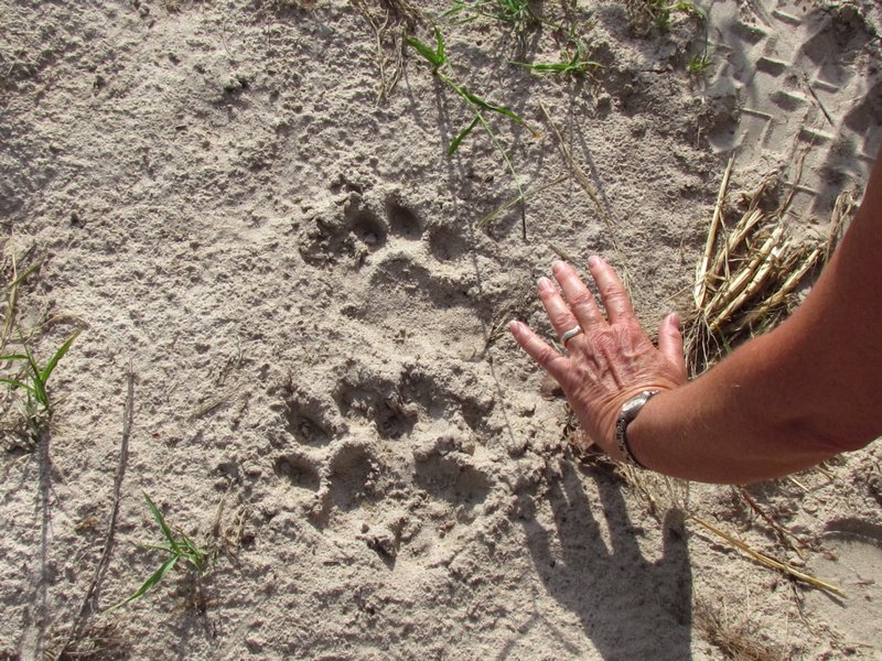 Lions footprint