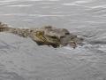 Swimming Croc