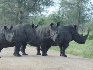 Rhino road block