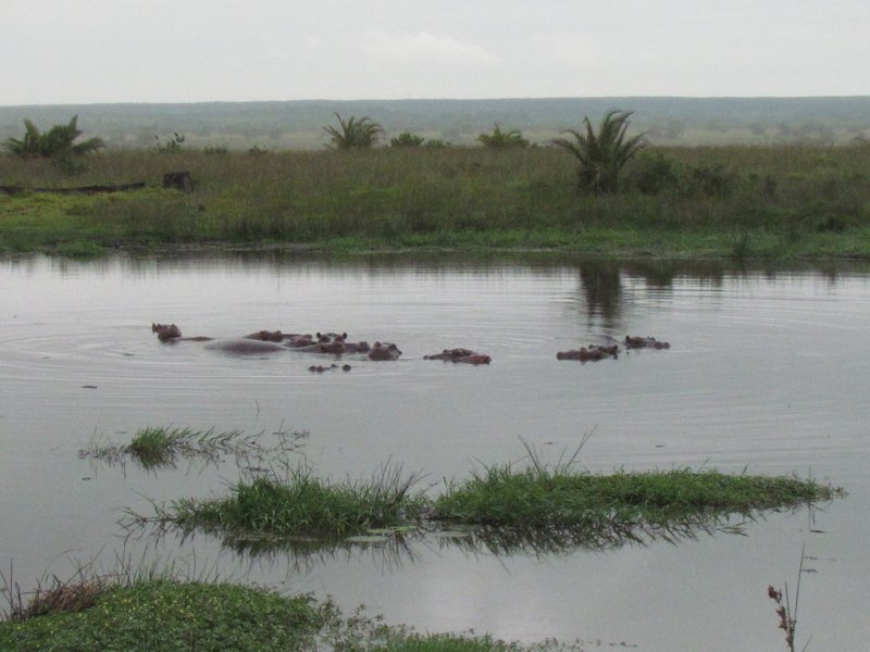 Hippos in the water